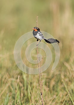 Alectrurus risora,Â  Ibera Marshes, Argentina